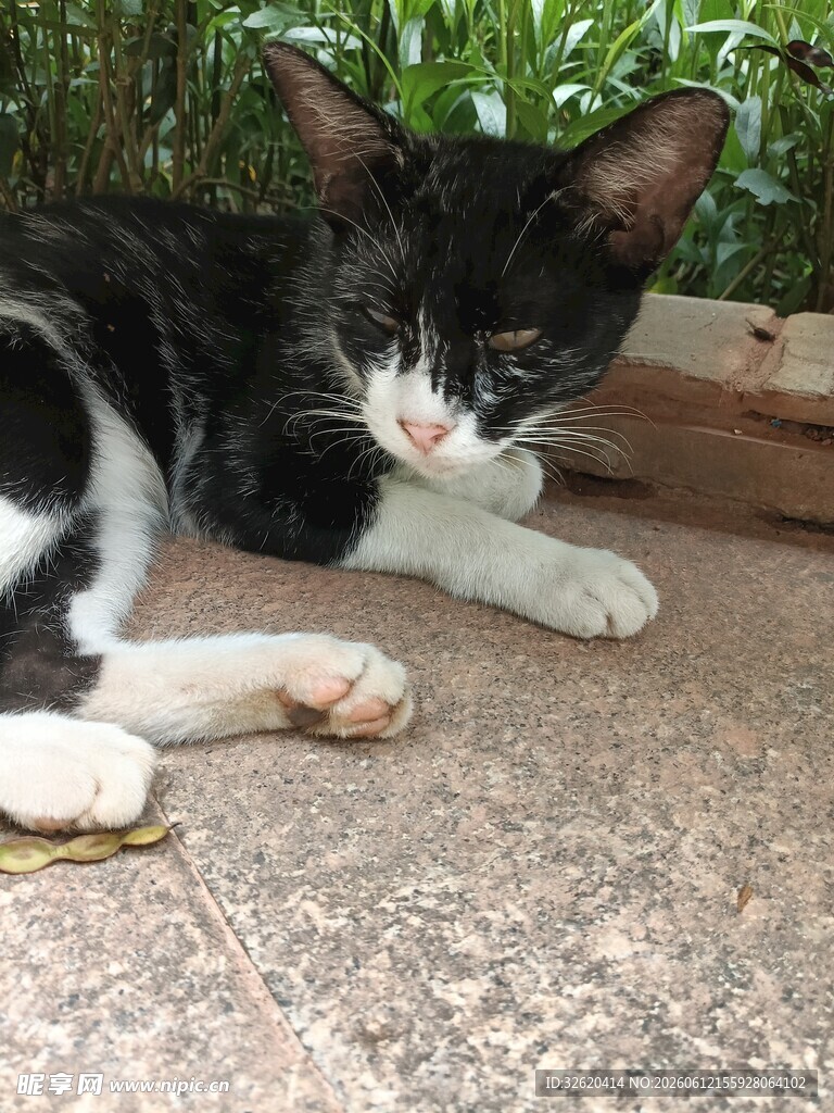黑白猫咪