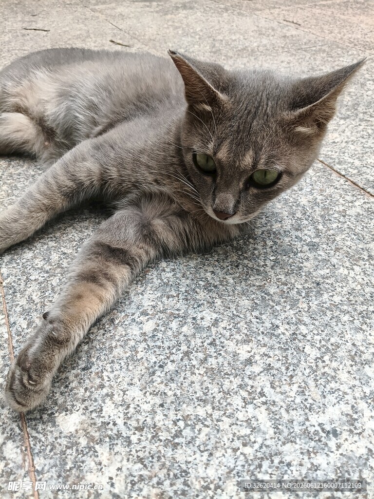 猫咪