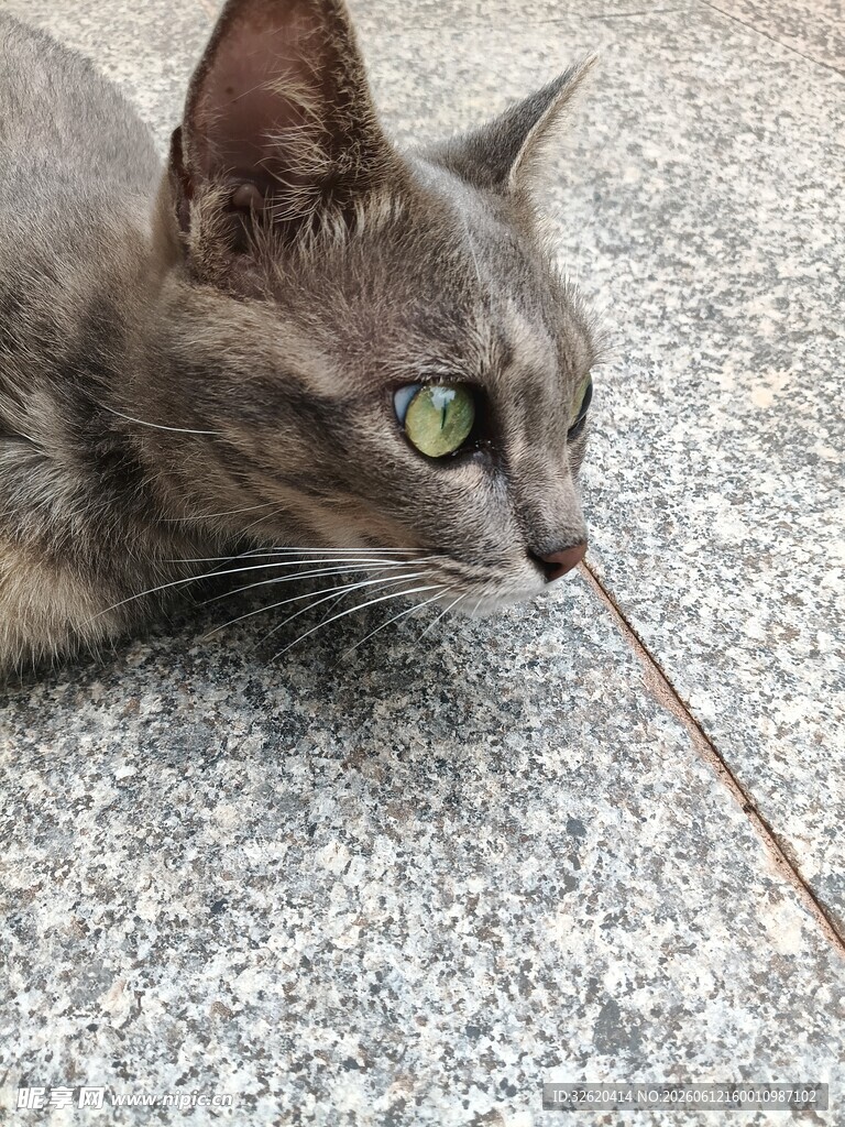 猫咪