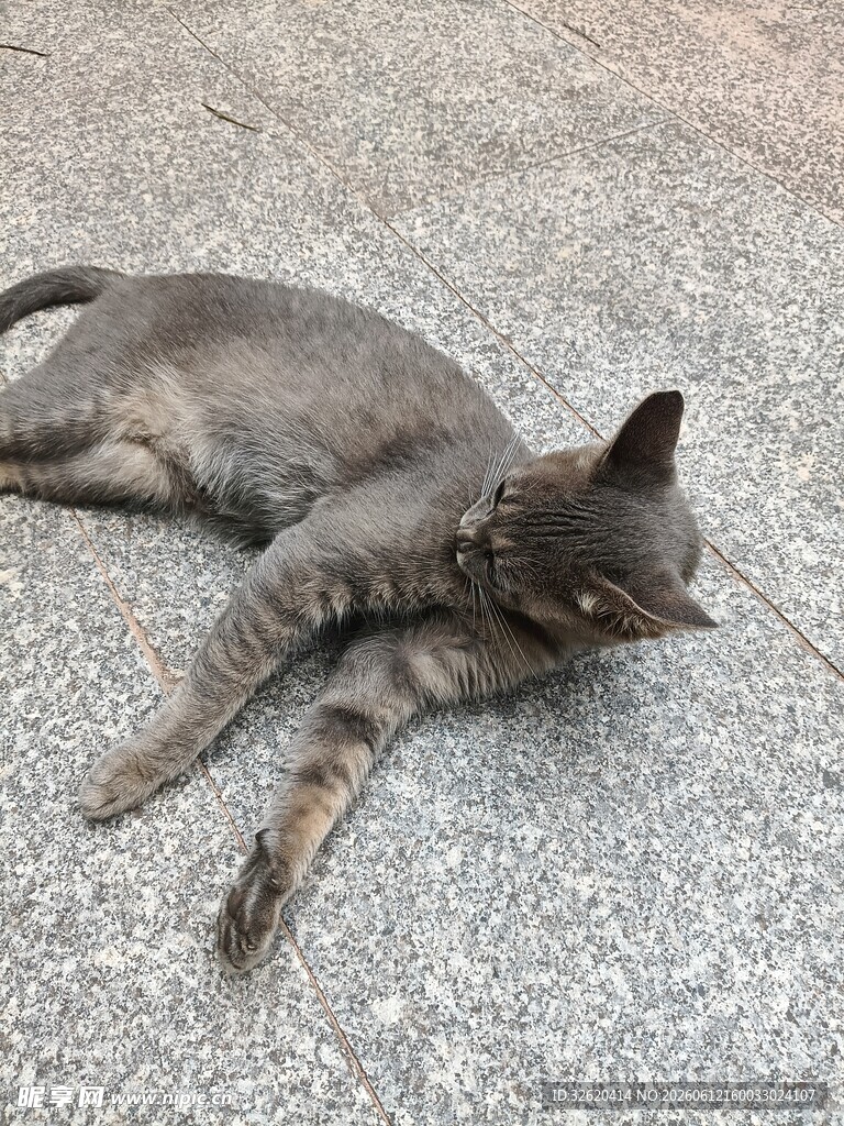 躺地休憩的灰猫