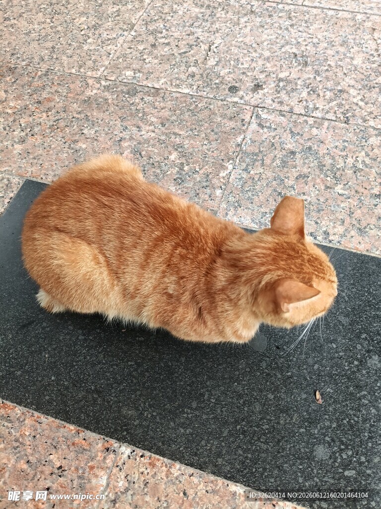 橘猫惬意趴地