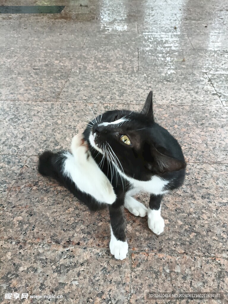 黑白猫咪蹲坐地面