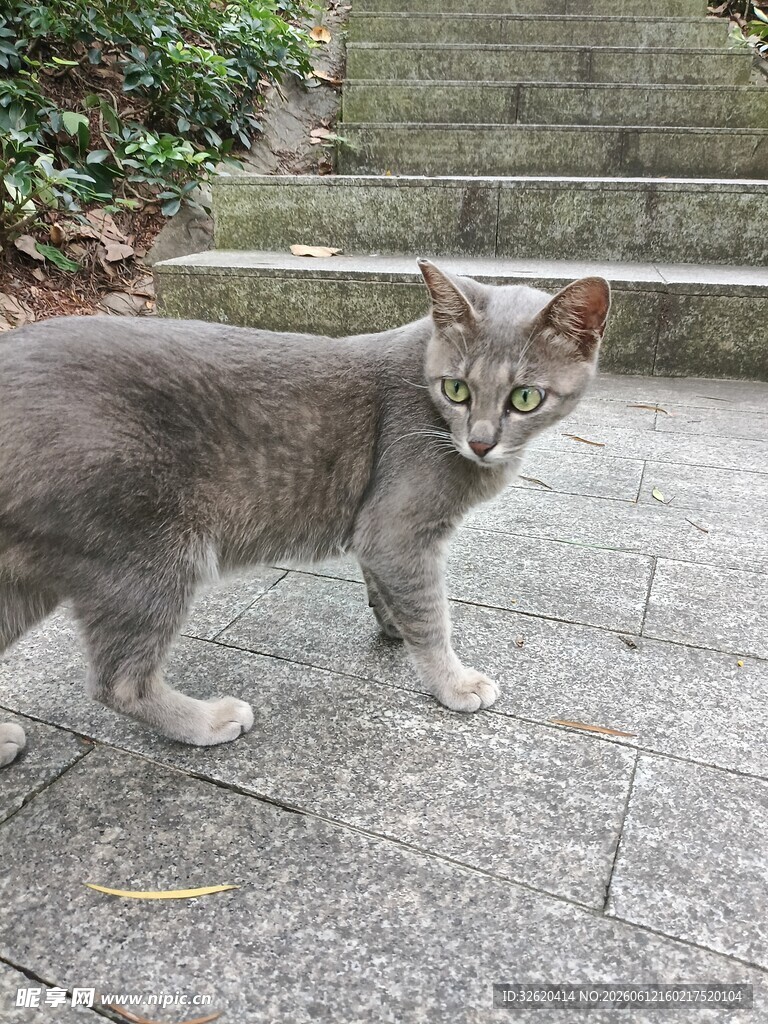 灰猫于石阶旁悠然站立