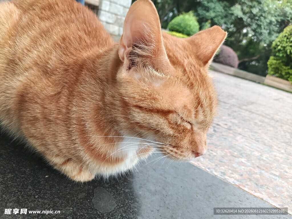 橘猫低头休憩