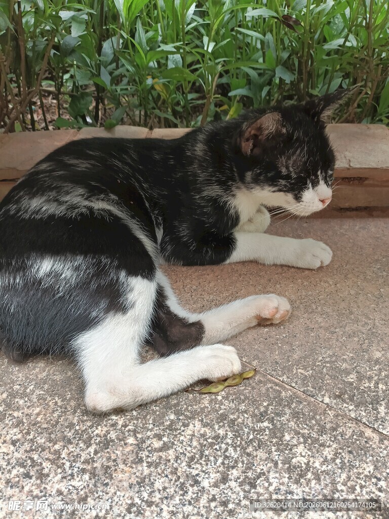 黑白猫趴地休憩