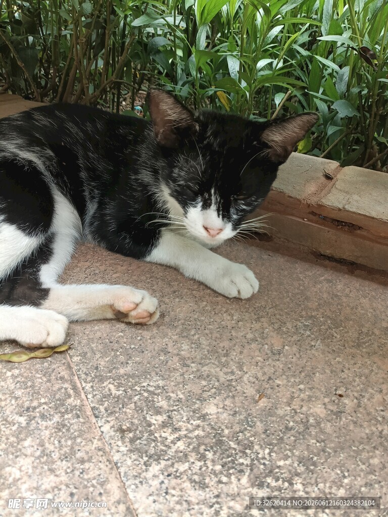 黑白猫咪趴卧在地面
