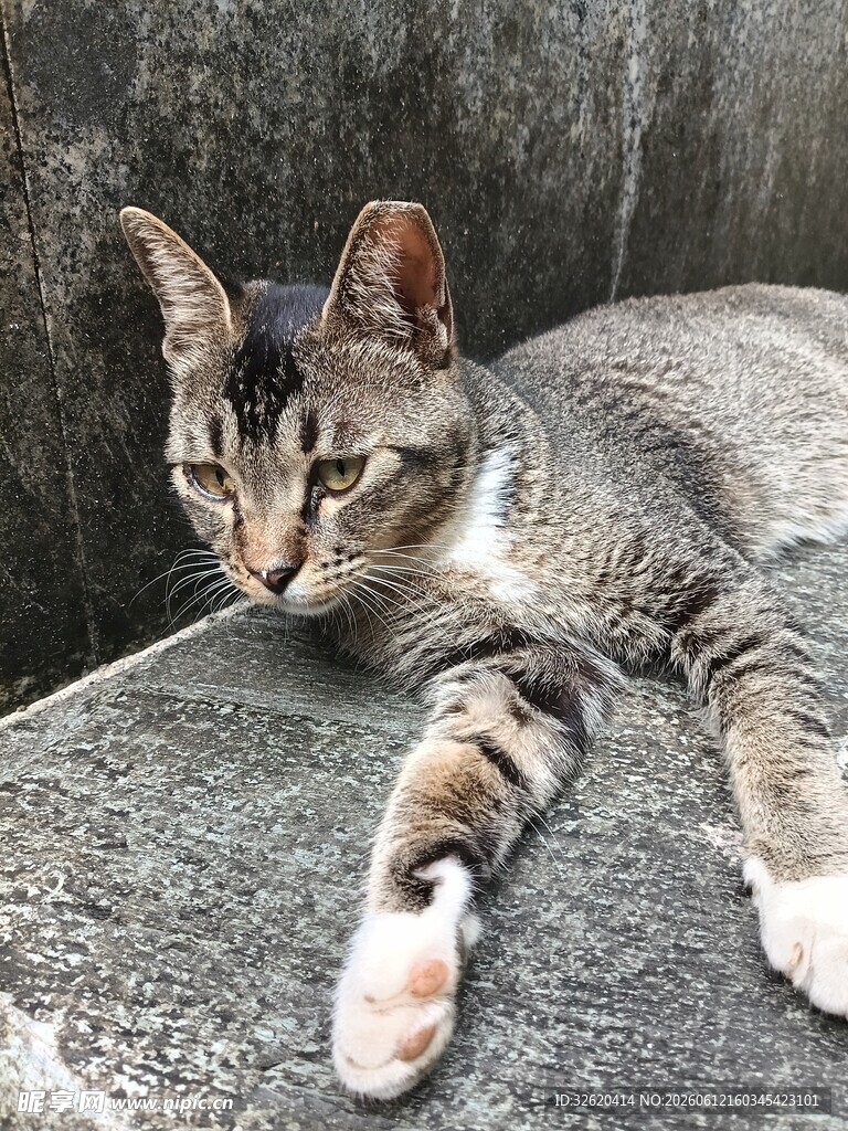 石上休憩的花色猫咪