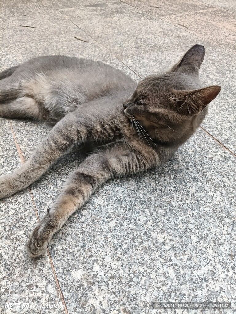 慵懒猫咪惬意躺地