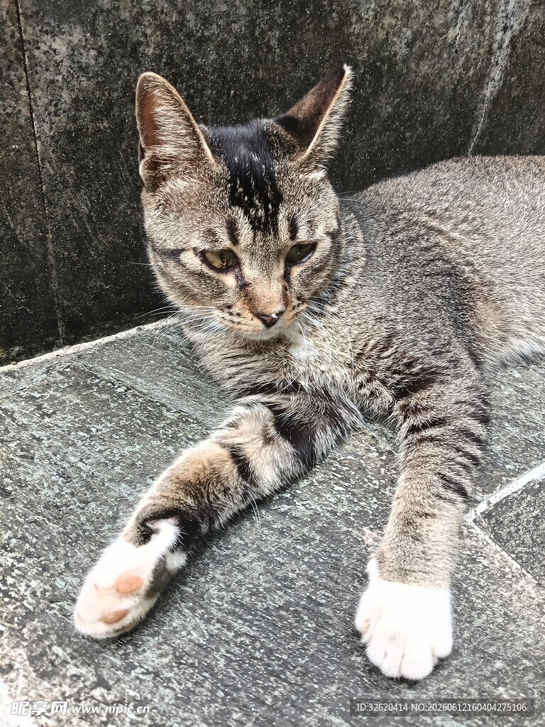 慵懒猫咪惬意趴卧石上