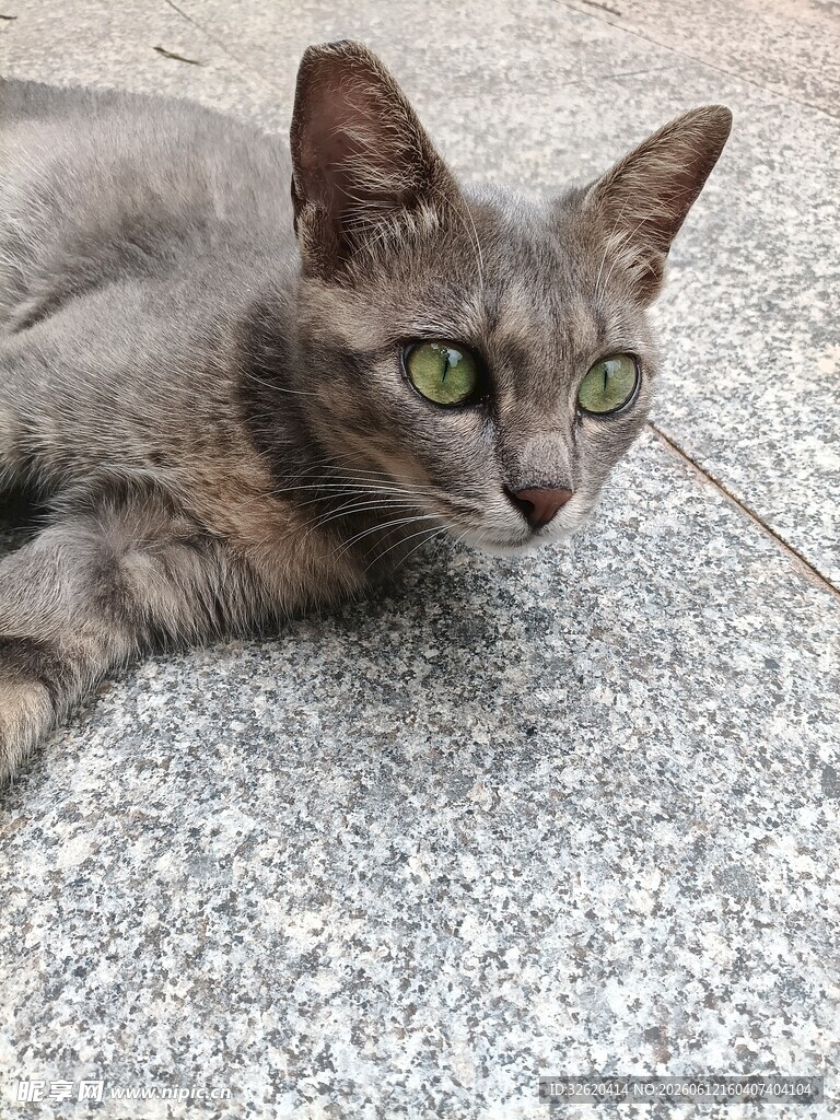 灰猫趴地眼神灵动