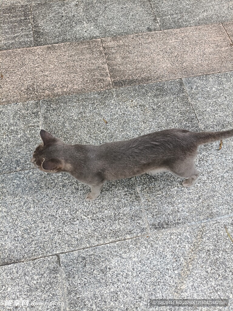 行走在地面的灰色小猫