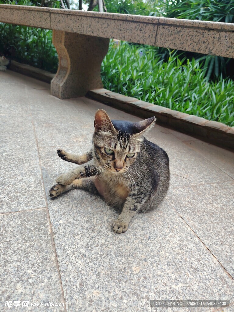 户外躺卧的可爱猫咪