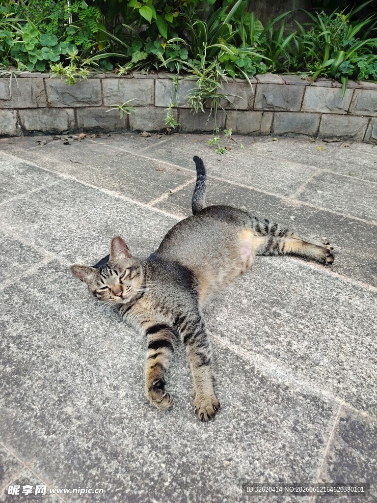 躺地休憩的可爱小猫咪