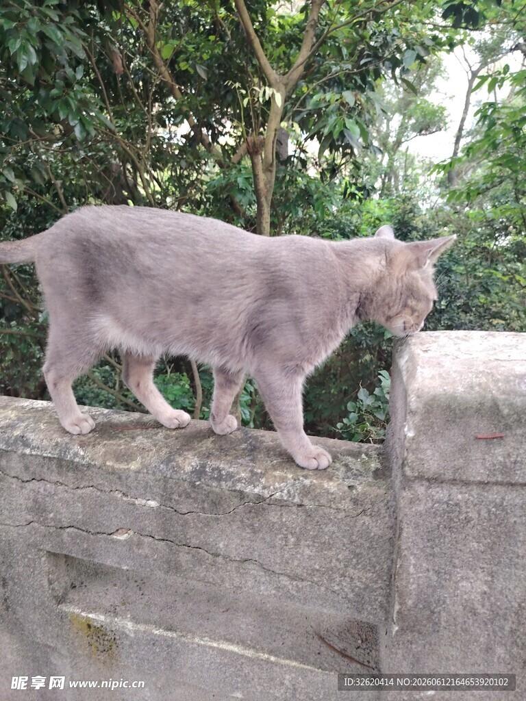 猫咪立于石上观察四周