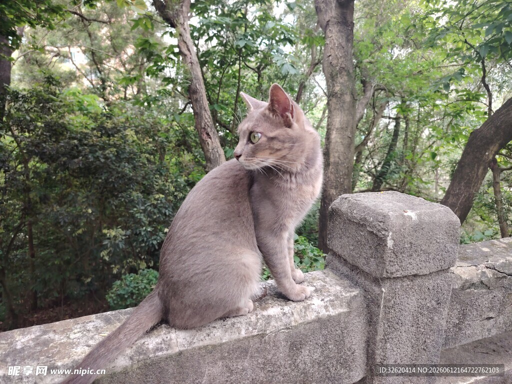 猫咪