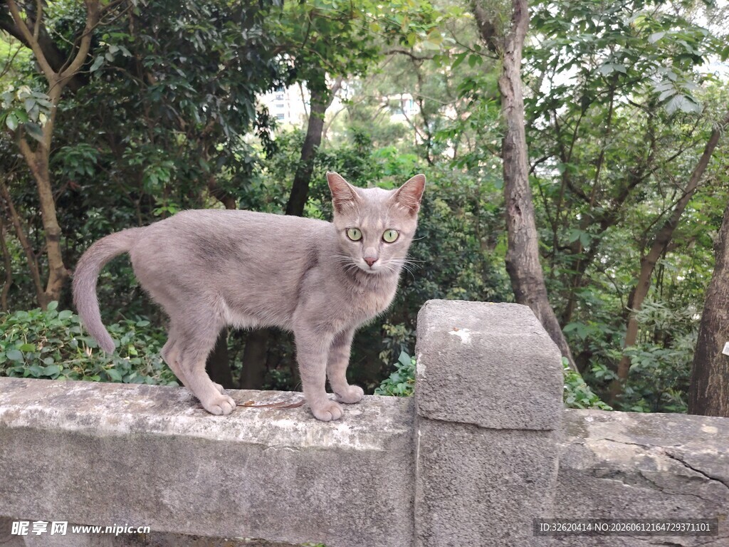 石墙上的灰猫