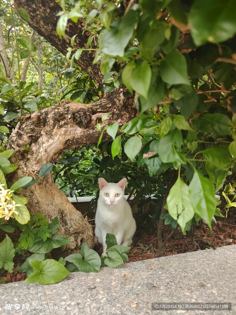 石边绿植间的可爱猫咪