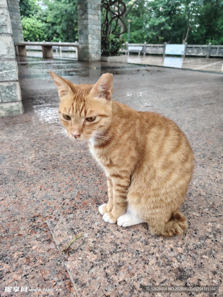 户外橘猫蹲坐