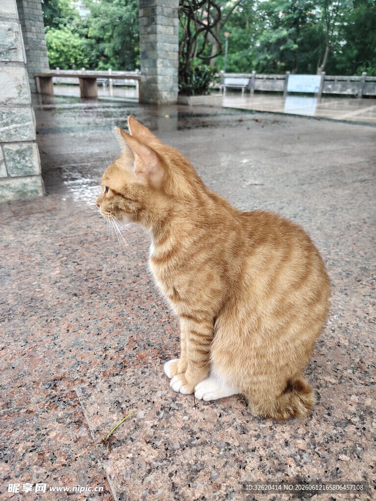 橘猫