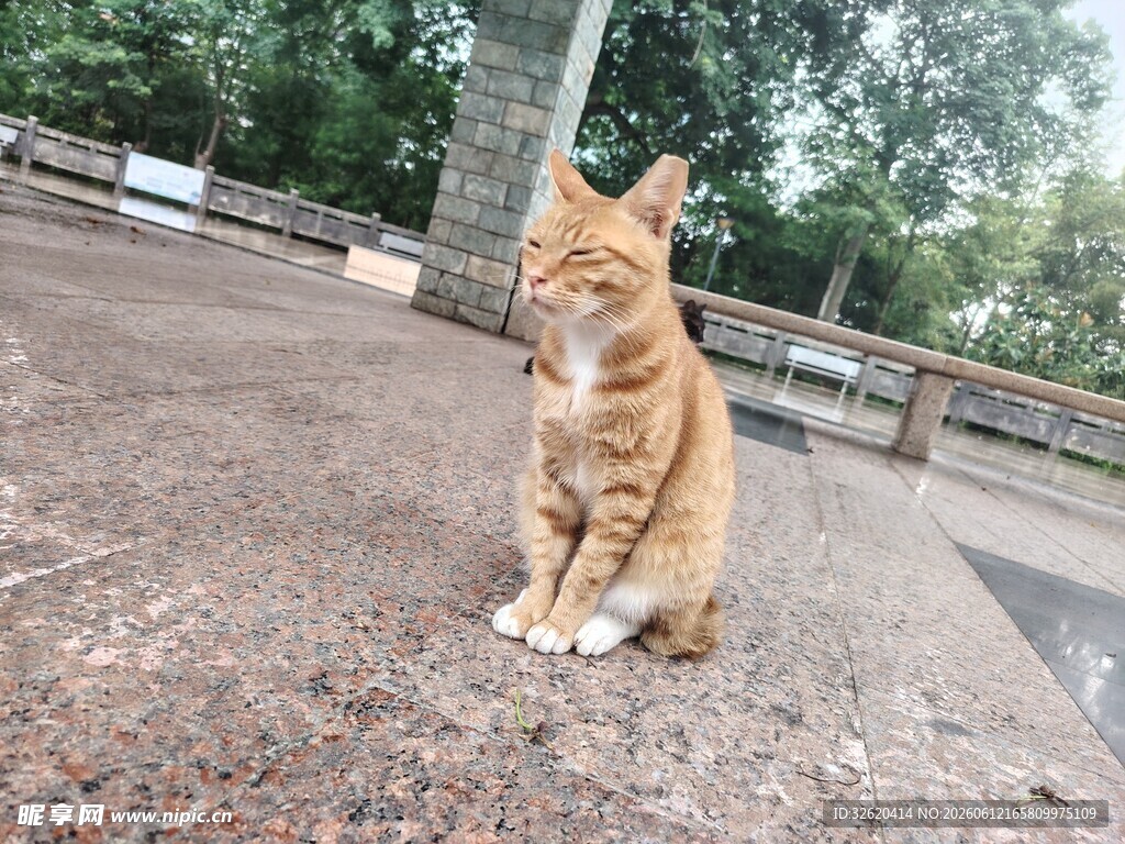 户外独坐的橘猫