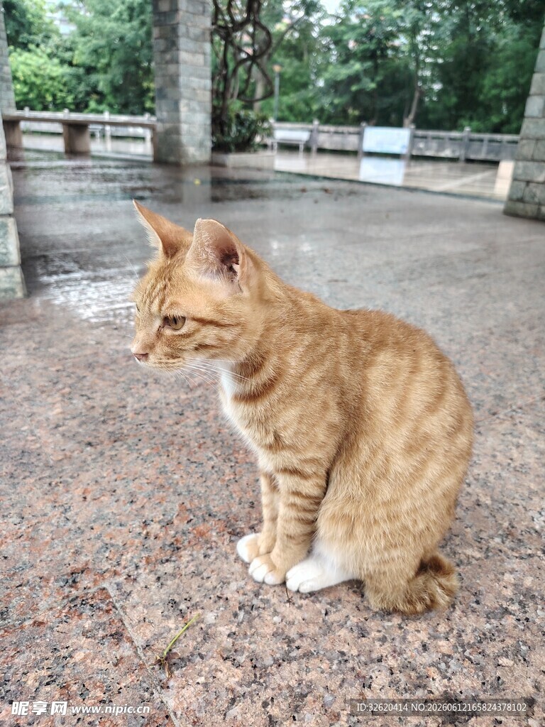橘猫蹲坐户外