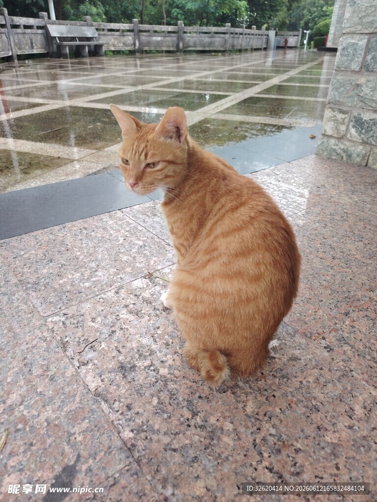 橘猫独坐地面
