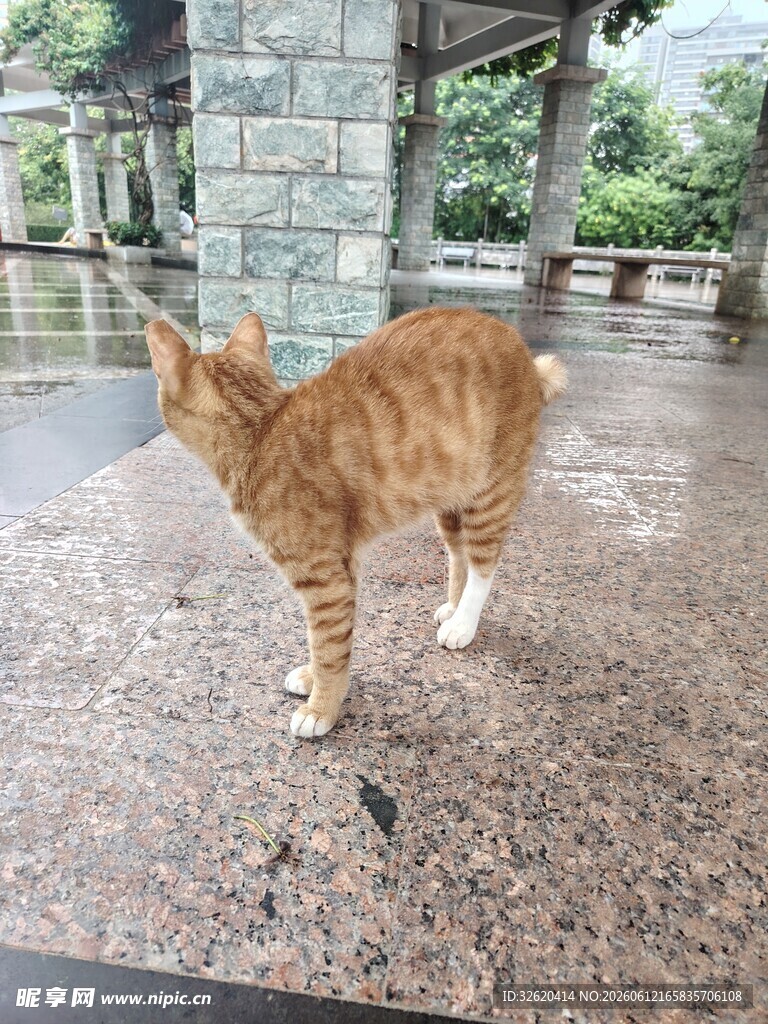 庭院中的橘色猫咪
