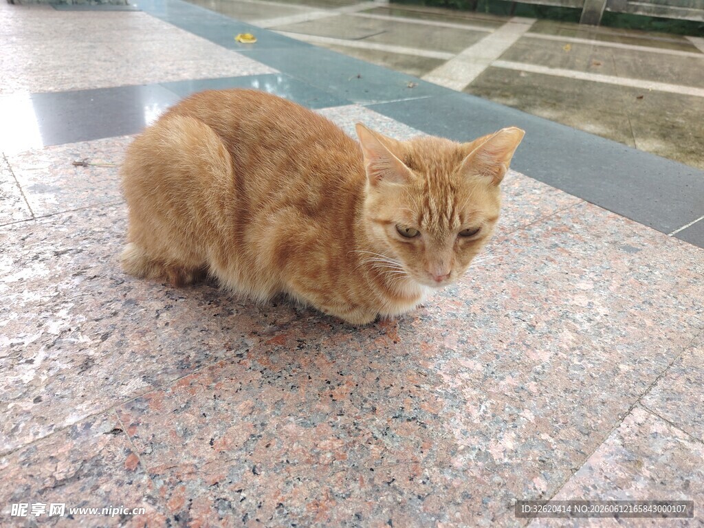橘猫蹲坐于光滑地面