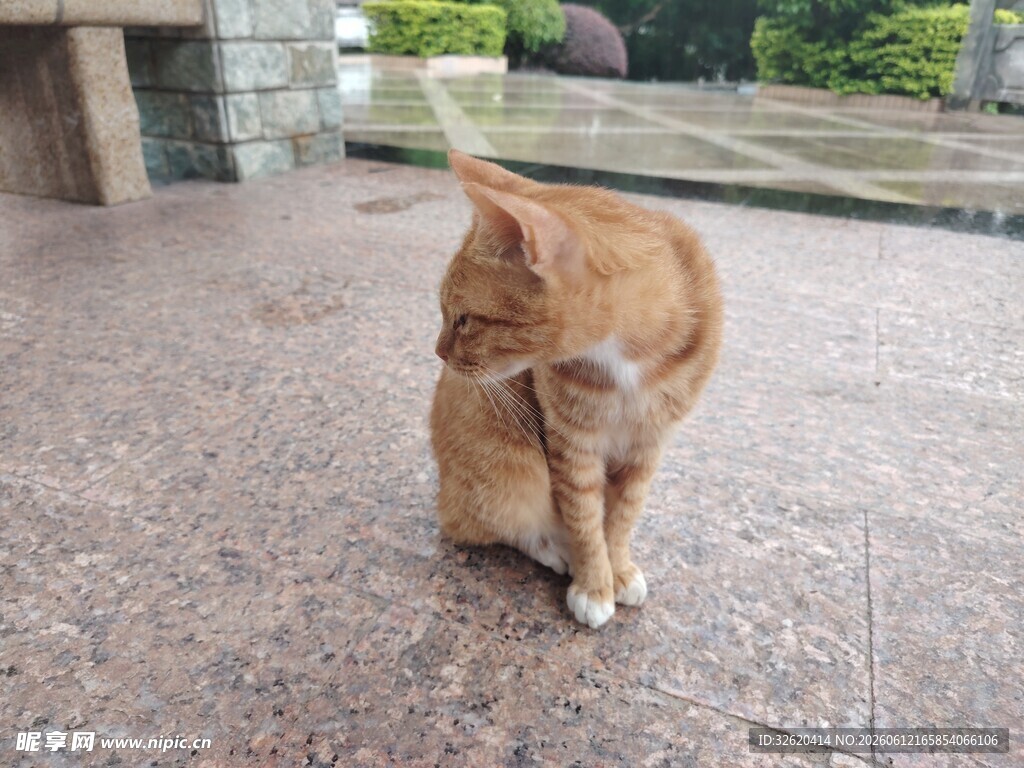 橘猫