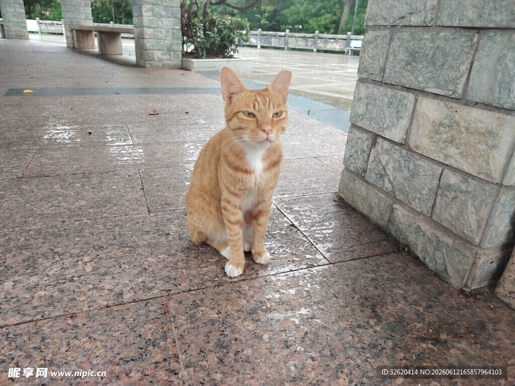 雨中橘猫蹲坐