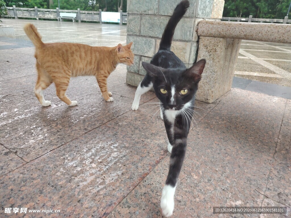 两只猫咪在户外漫步