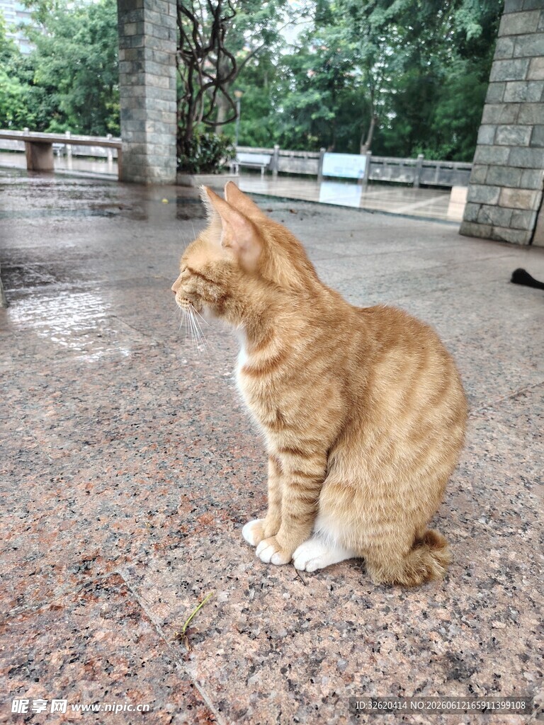 雨中独坐的橘猫