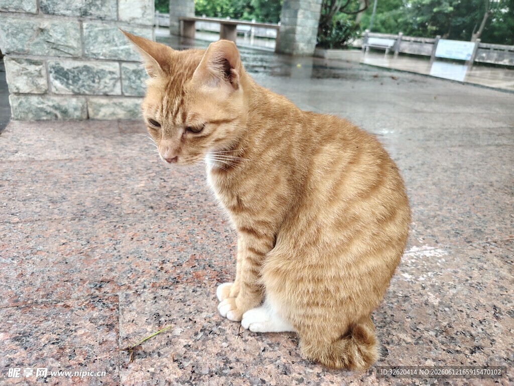橘猫蹲坐户外