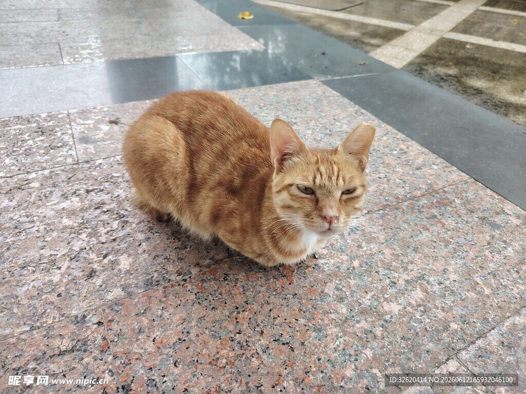 蹲坐的橘猫