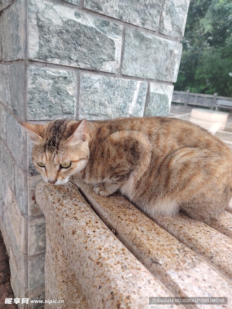 石台上休憩的橘猫