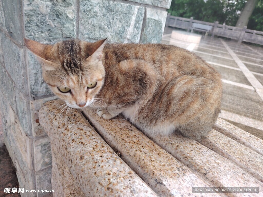 慵懒猫咪趴于石台上