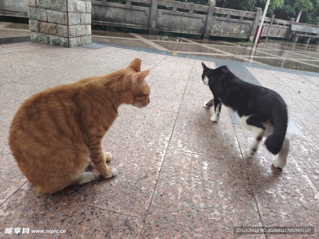 橘猫与黑猫对视场景