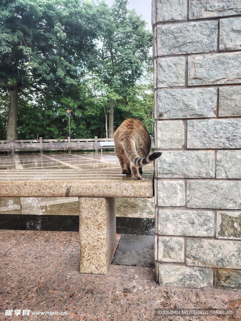 石墙边的猫咪