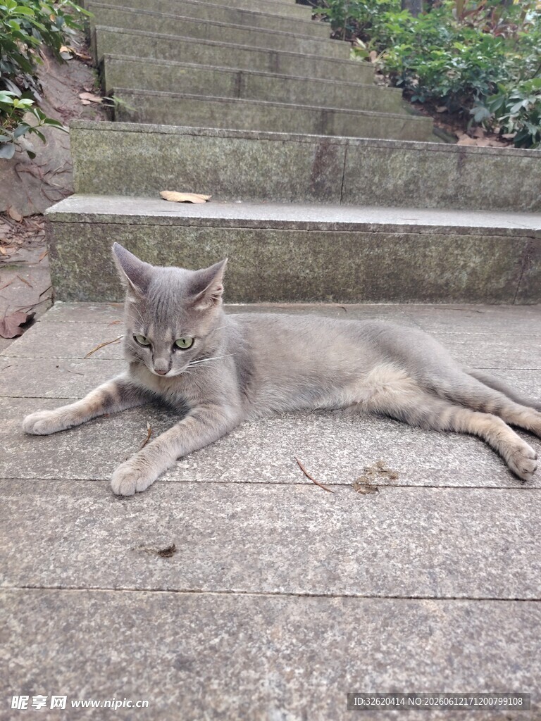 石阶上休憩的灰猫