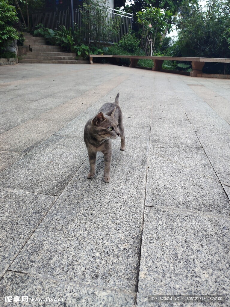 庭院中行走的可爱猫咪