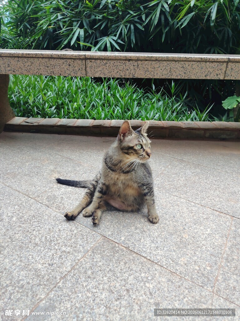 坐着的猫咪
