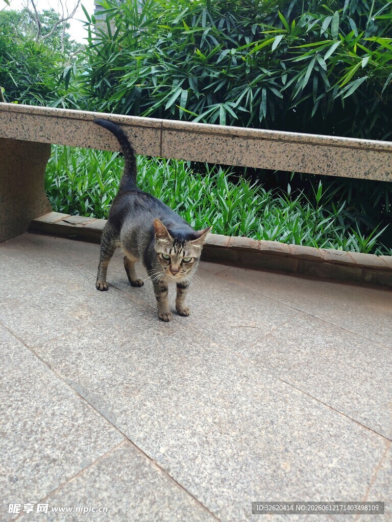 户外行走的可爱小猫