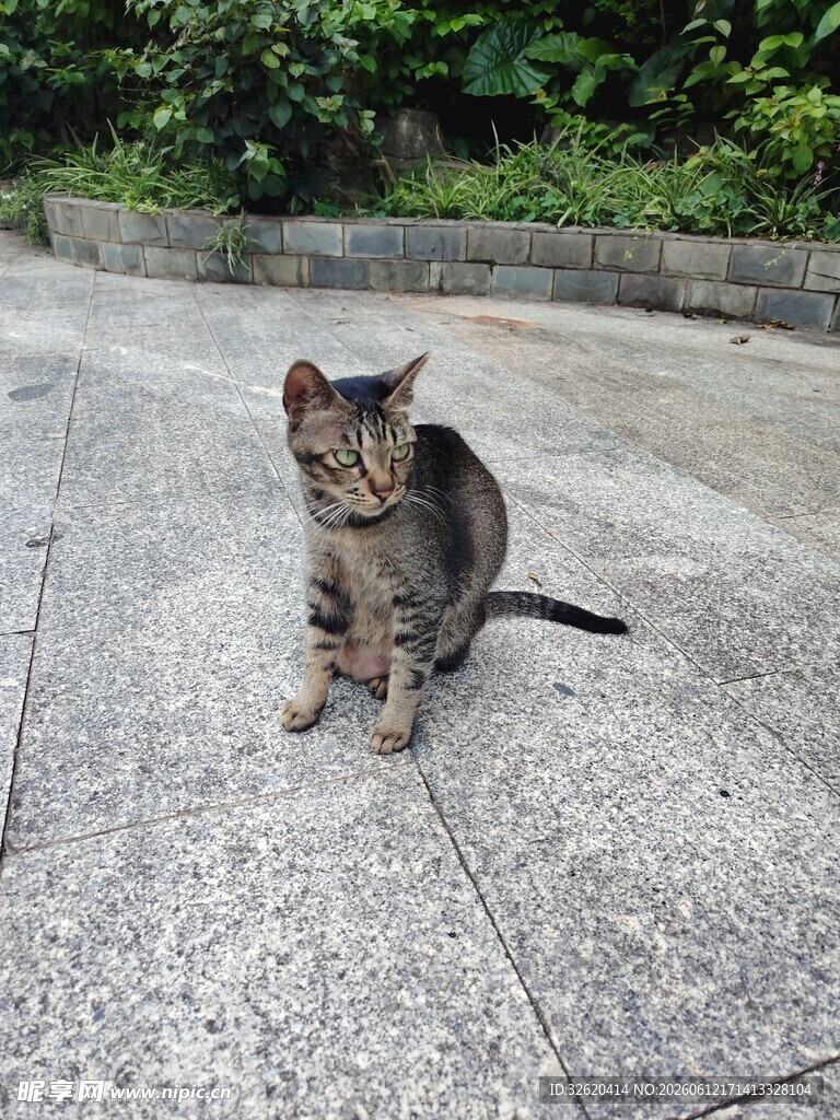 蹲坐的可爱猫咪