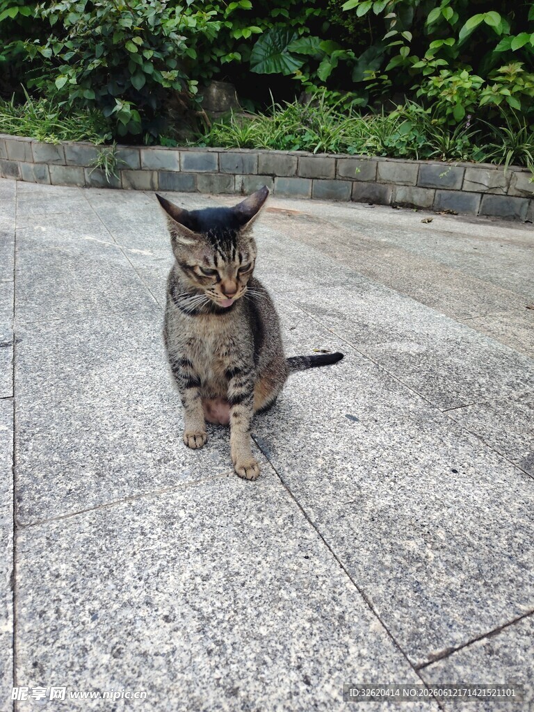 户外地面上的可爱猫咪