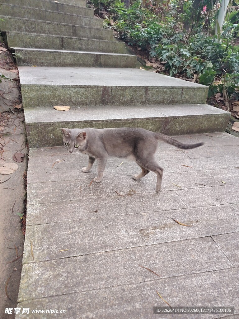 台阶旁行走的灰色猫咪
