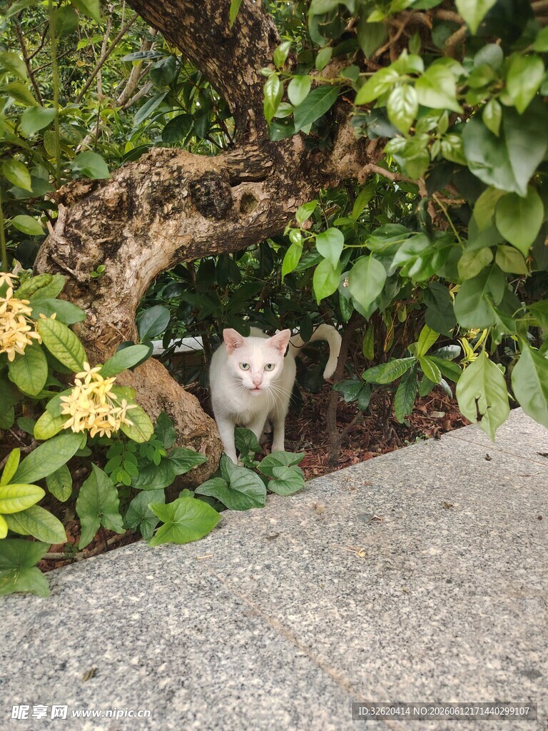 花丛中探头的可爱猫咪