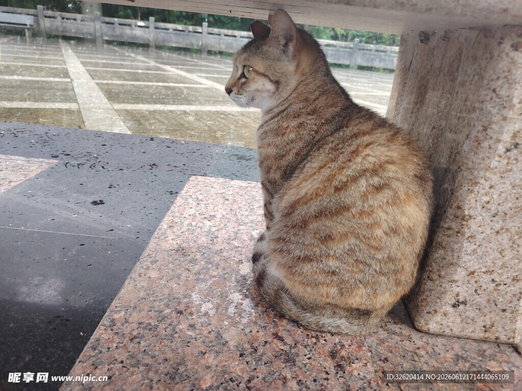 石台上的条纹猫咪