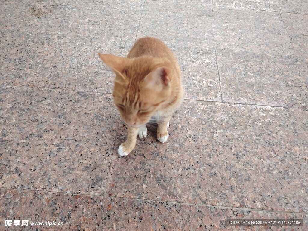 橘猫在地面行走