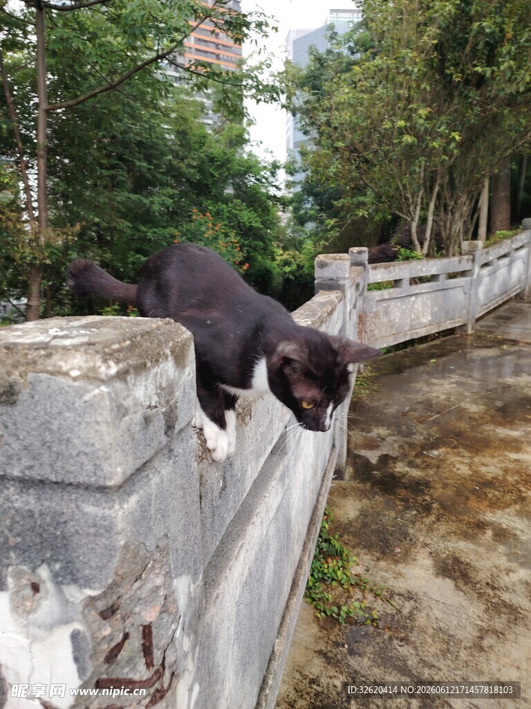 黑猫在石墙上好奇张望