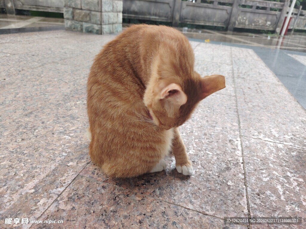 橘猫蹲地挠头